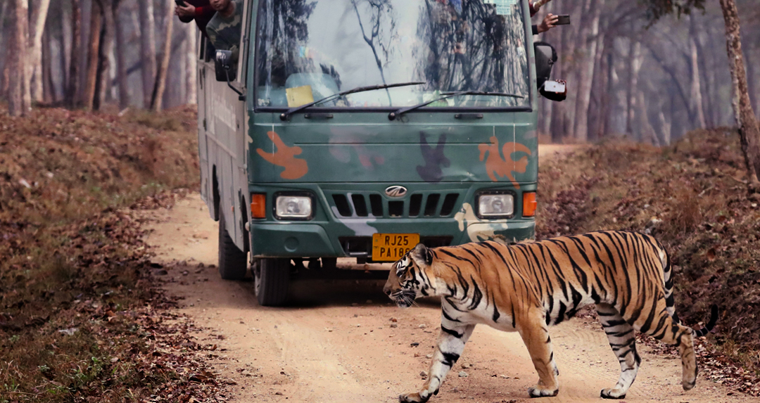 Ranthambore Canter Safari